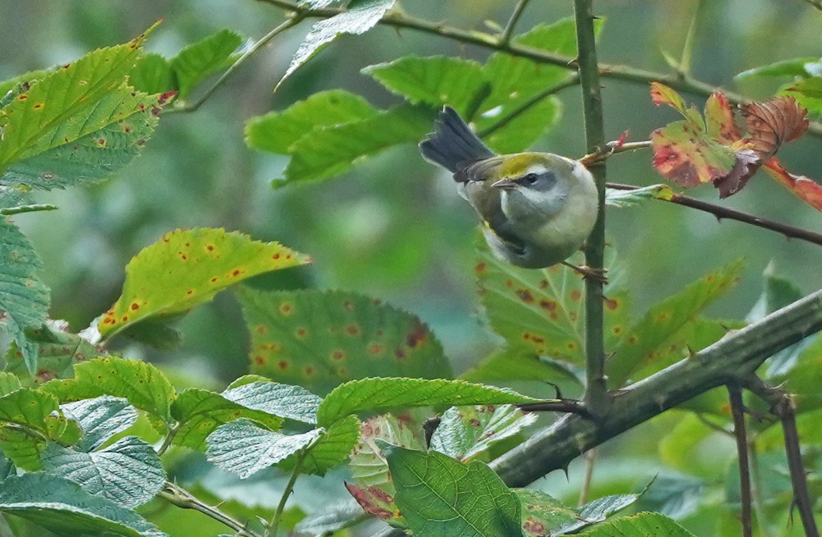 Golden-winged Warbler - ML487034861