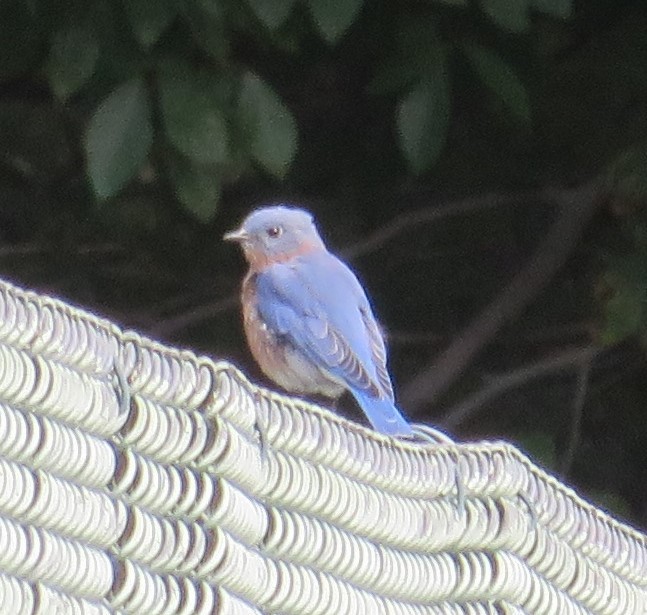 Eastern Bluebird - ML487034881