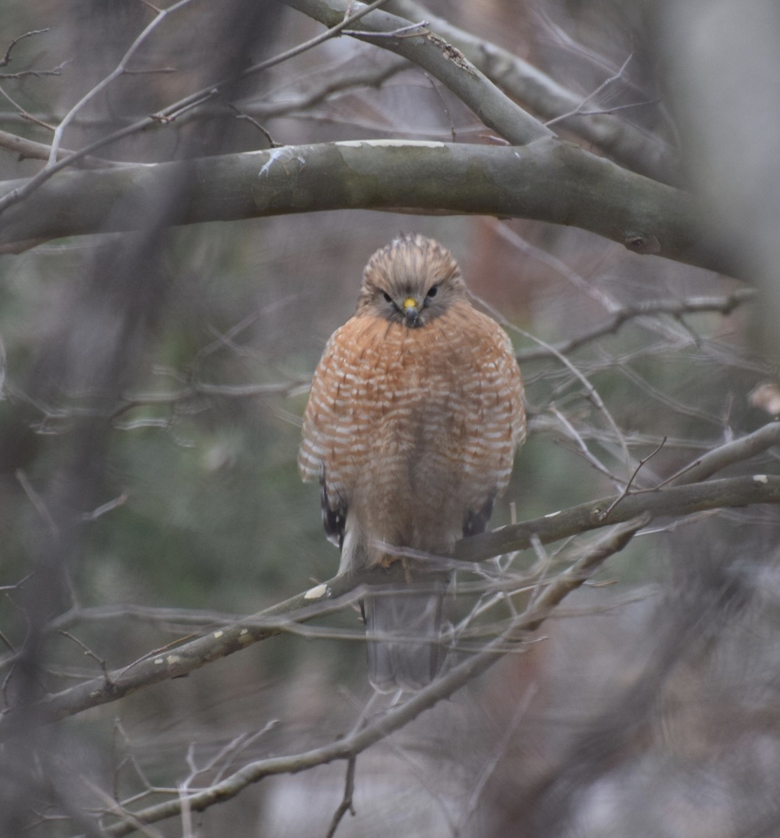 Red-shouldered Hawk - Thomas Reed