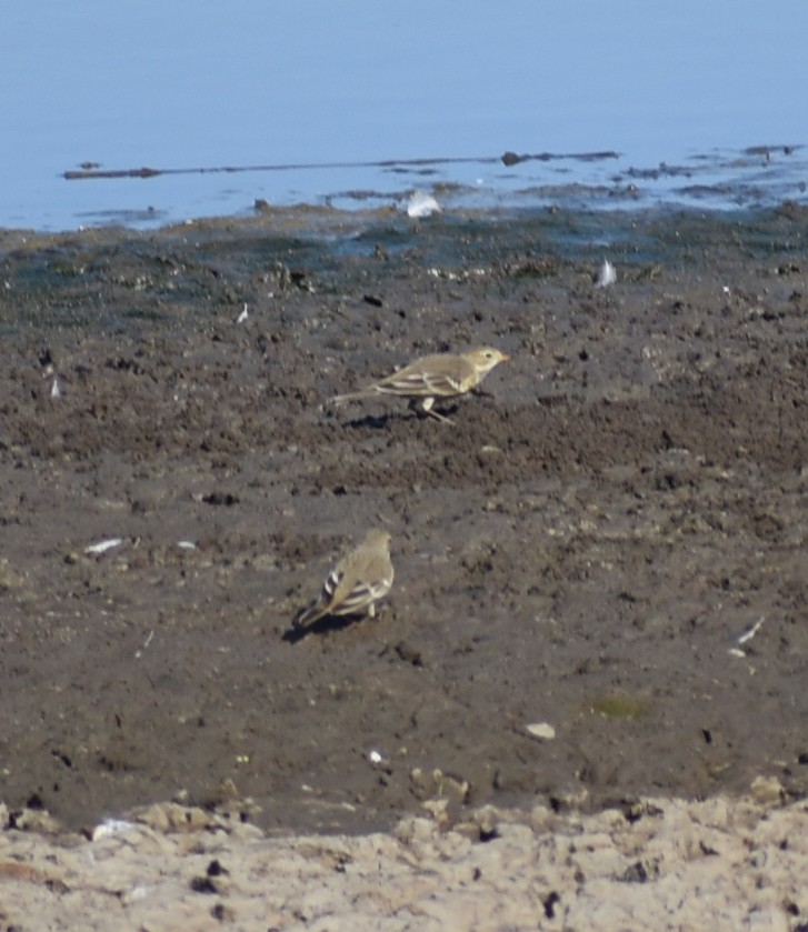 American Pipit - M. Rogers