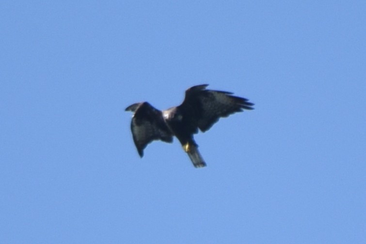 Short-tailed Hawk - John Swenfurth