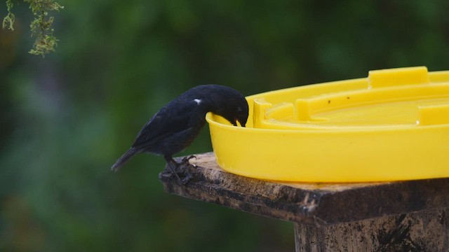 White-sided Flowerpiercer - ML487037621