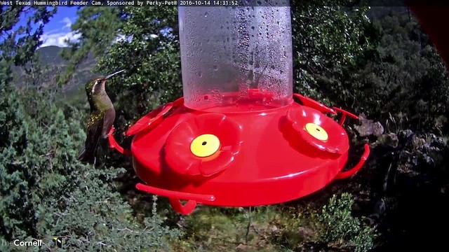 Colibrí Amatistino - ML487038