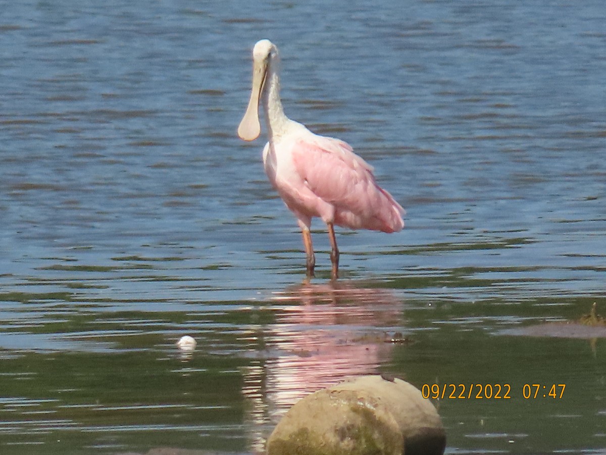 Roseate Spoonbill - ML487038381