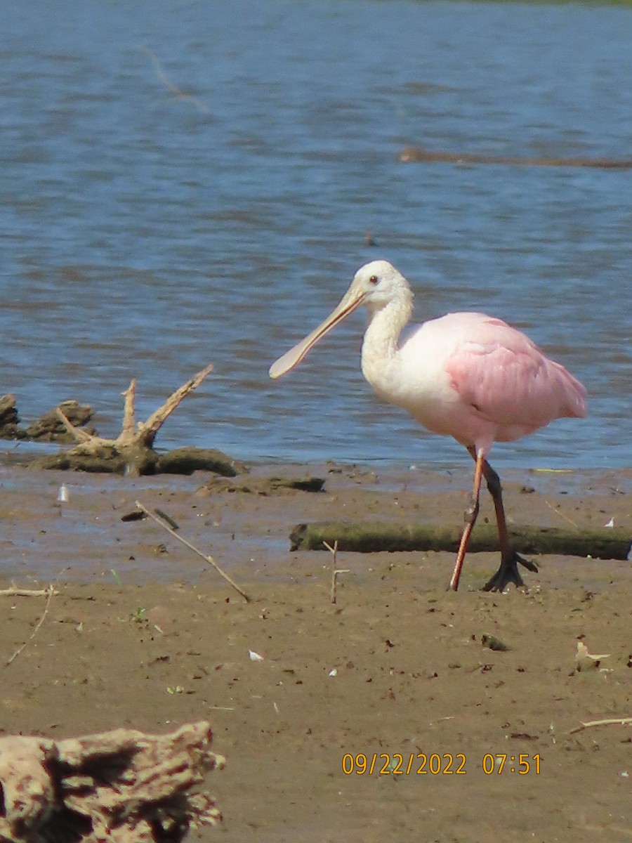 Roseate Spoonbill - ML487038391