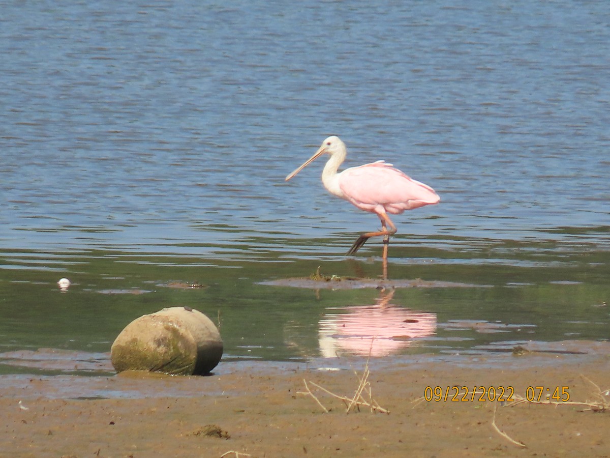 Roseate Spoonbill - ML487038401