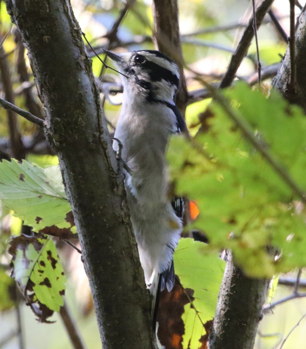 Downy Woodpecker (Eastern) - ML487038471