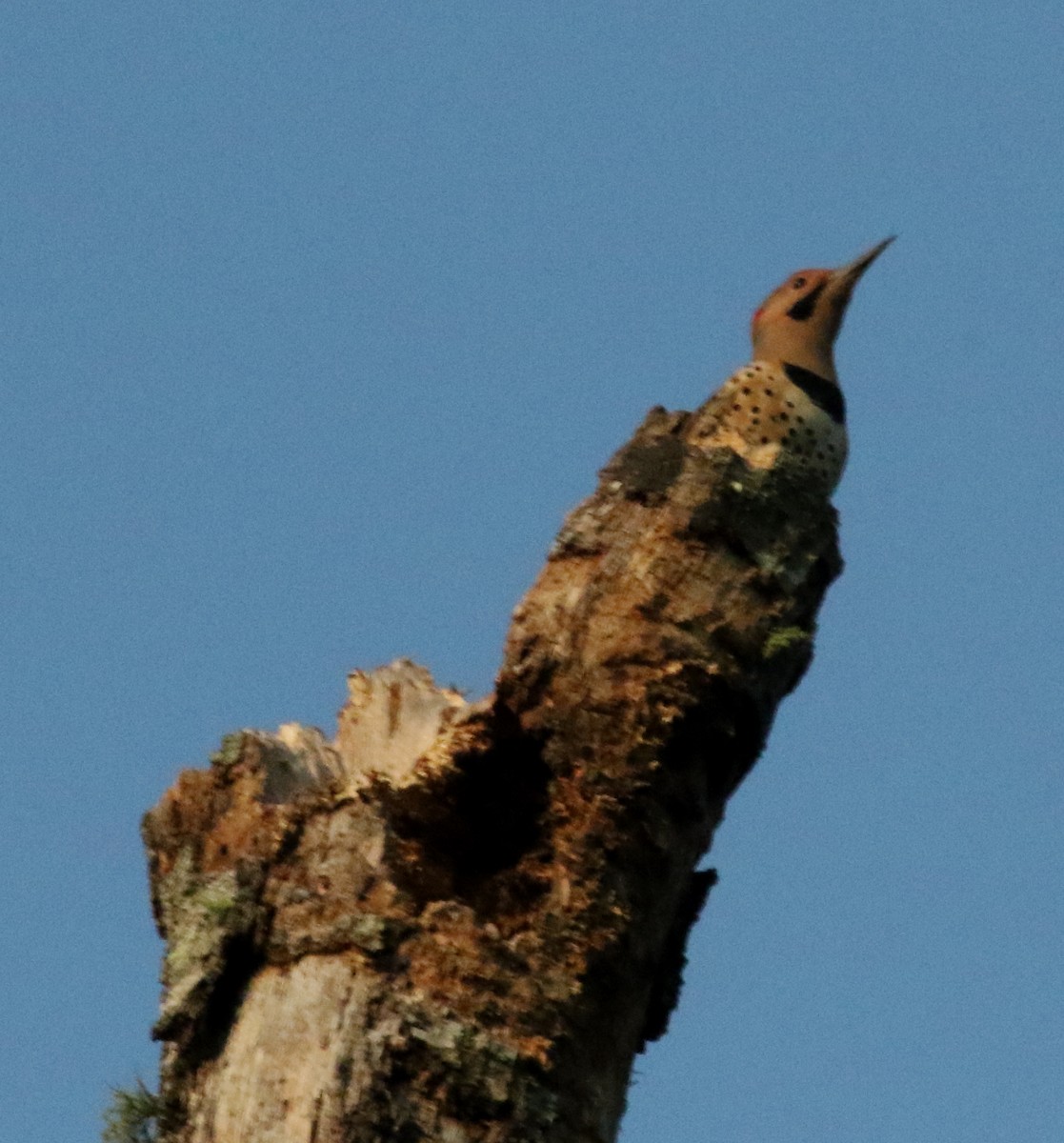 Northern Flicker (Yellow-shafted) - ML487038621