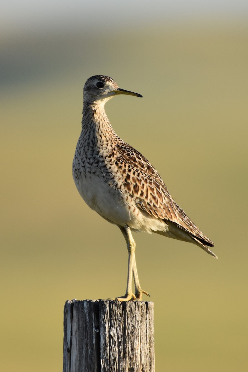 Upland Sandpiper - Philip Bailey