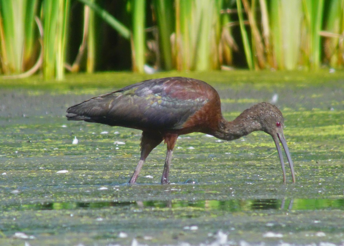 White-faced Ibis - M Lombard