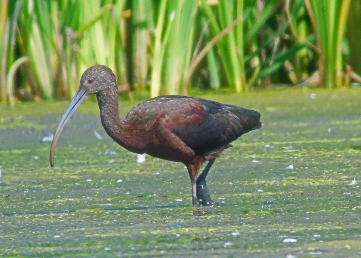 White-faced Ibis - M Lombard