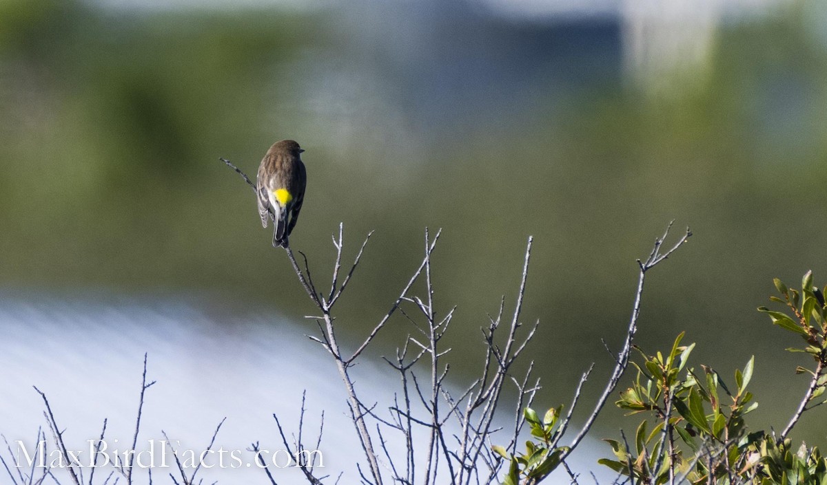 Yellow-rumped Warbler - Maxfield Weakley