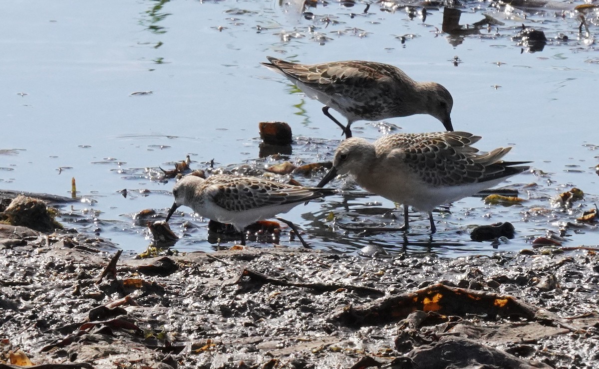 Little Stint - ML487042161