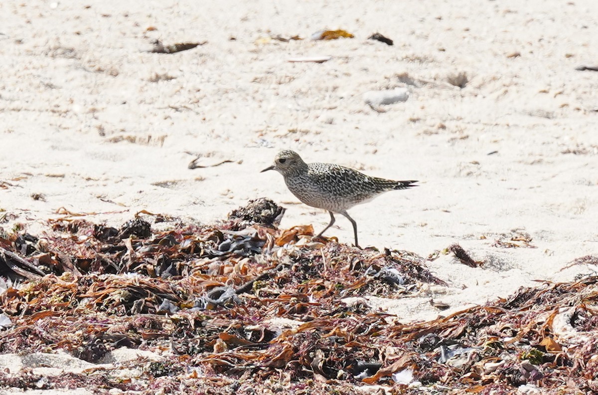 Black-bellied Plover - Bárbara Morais