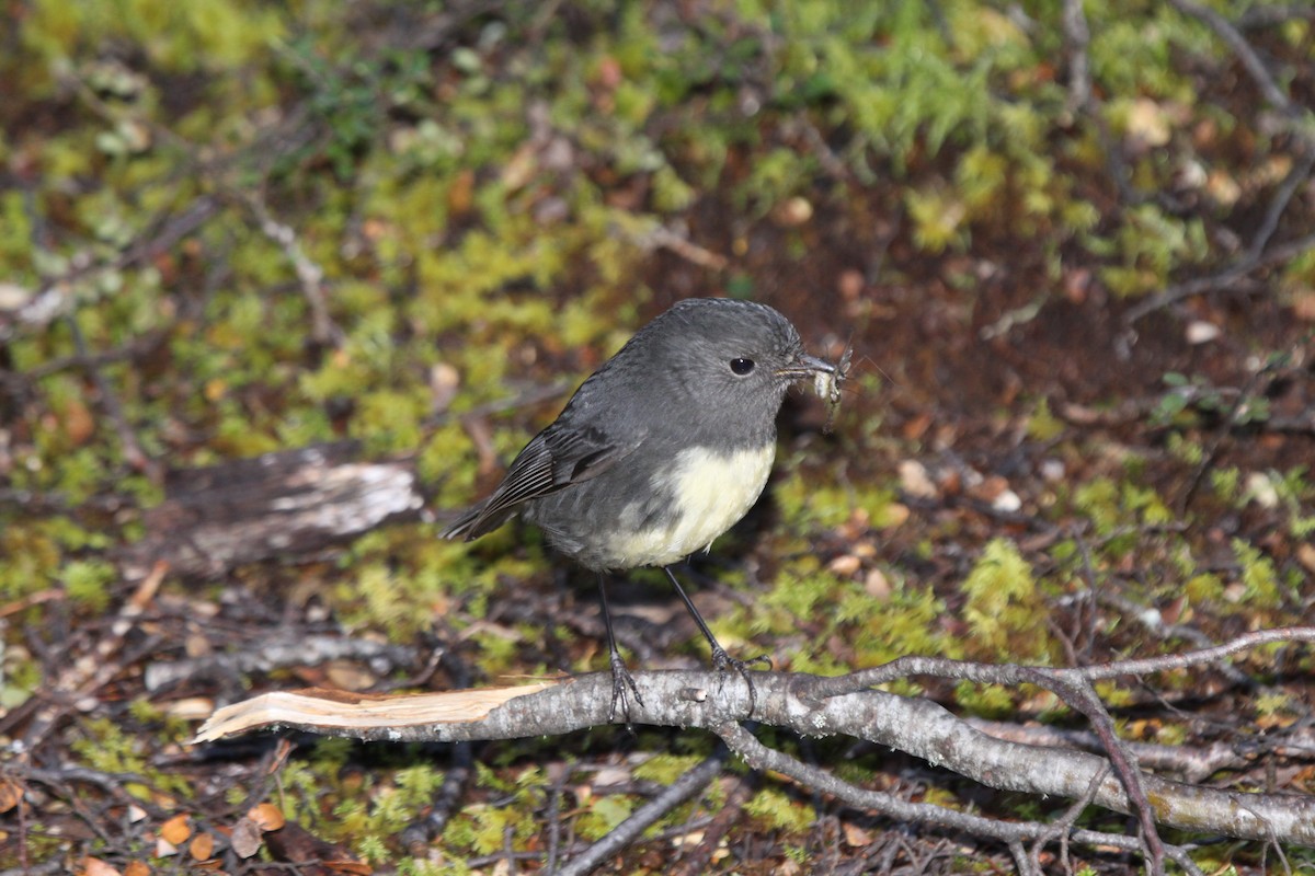 South Island Robin - ML487042951