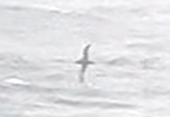 Külrengi Yelkovan - ML487043331