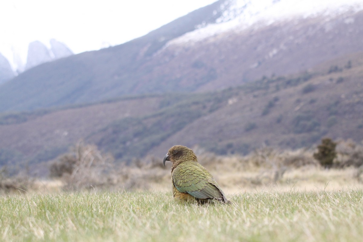 Kea - ML487043831