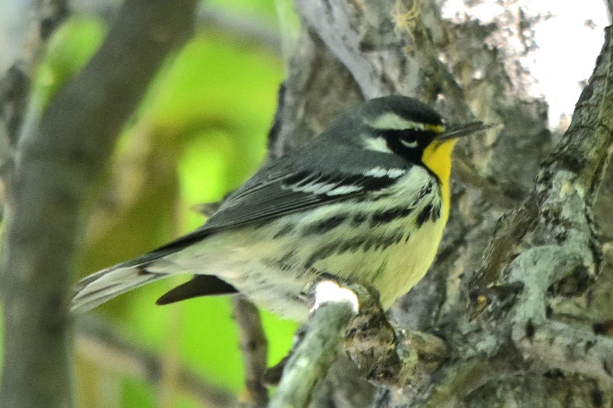 Yellow-throated Warbler - Ken Pahlas