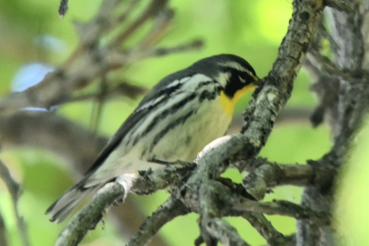 Yellow-throated Warbler - Ken Pahlas