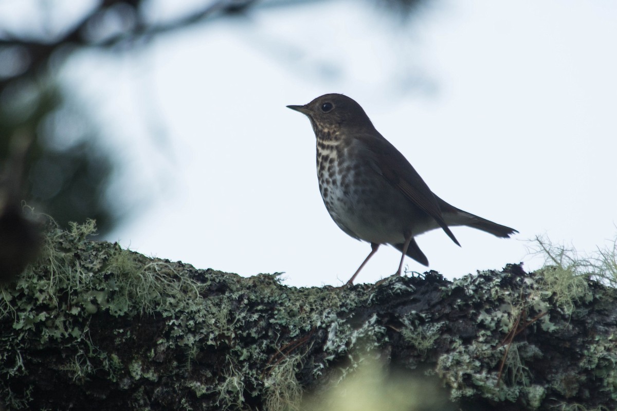 Hermit Thrush - ML48704421