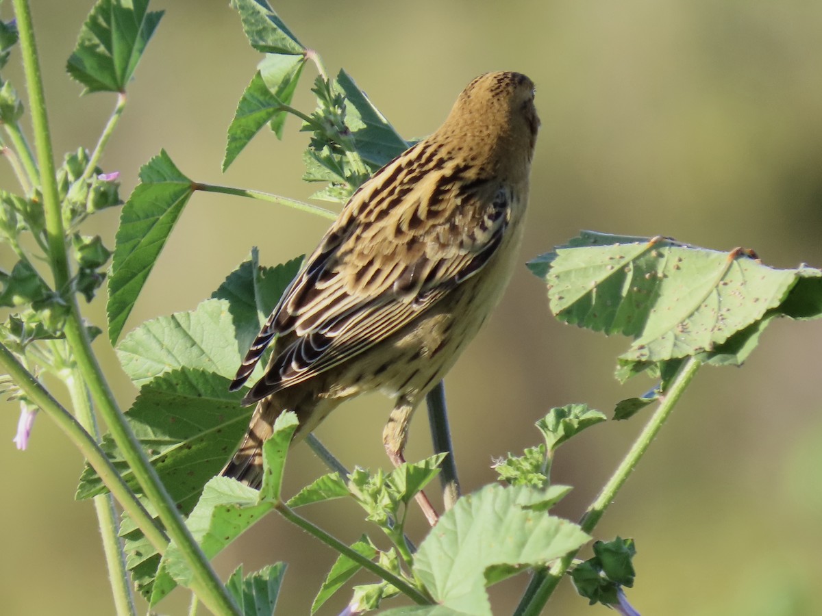 Bobolink - ML487044251