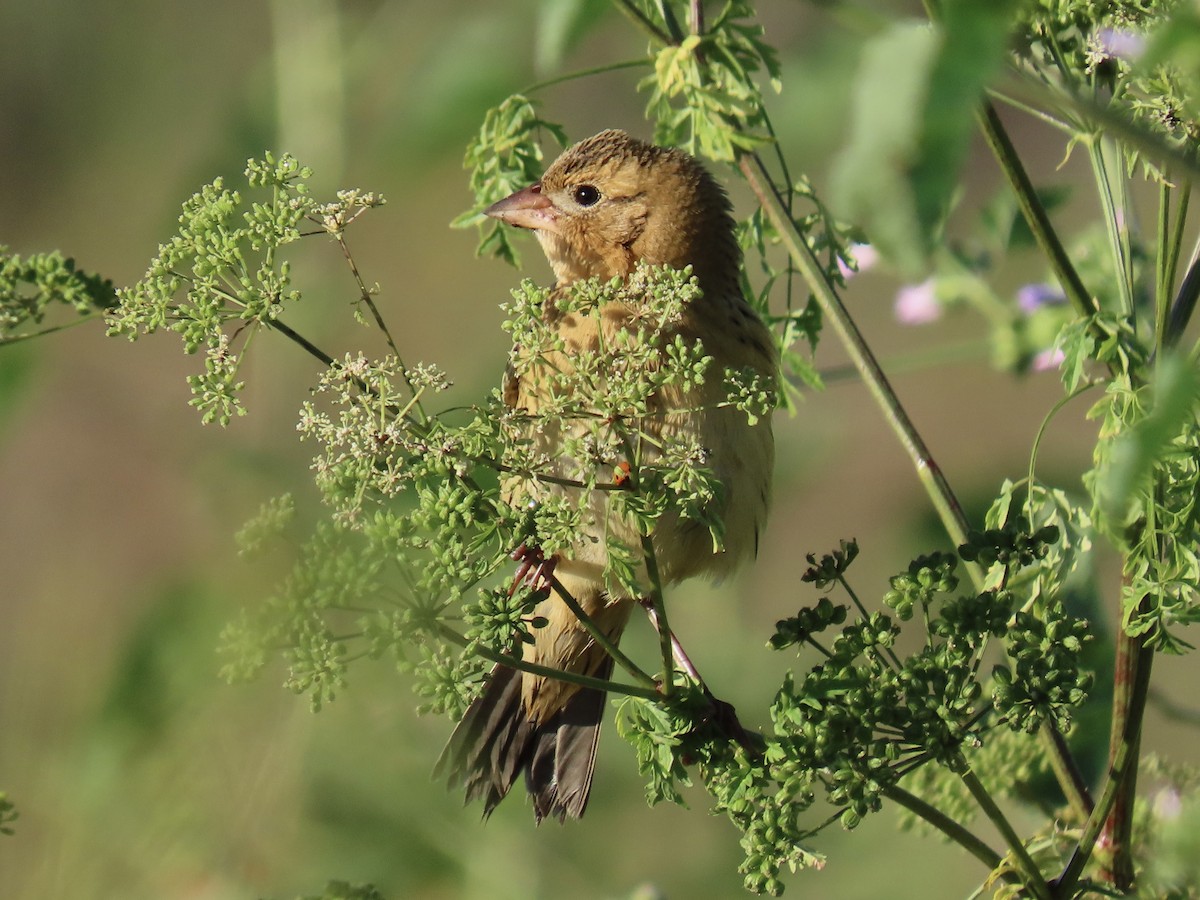 Bobolink - Alane Gray