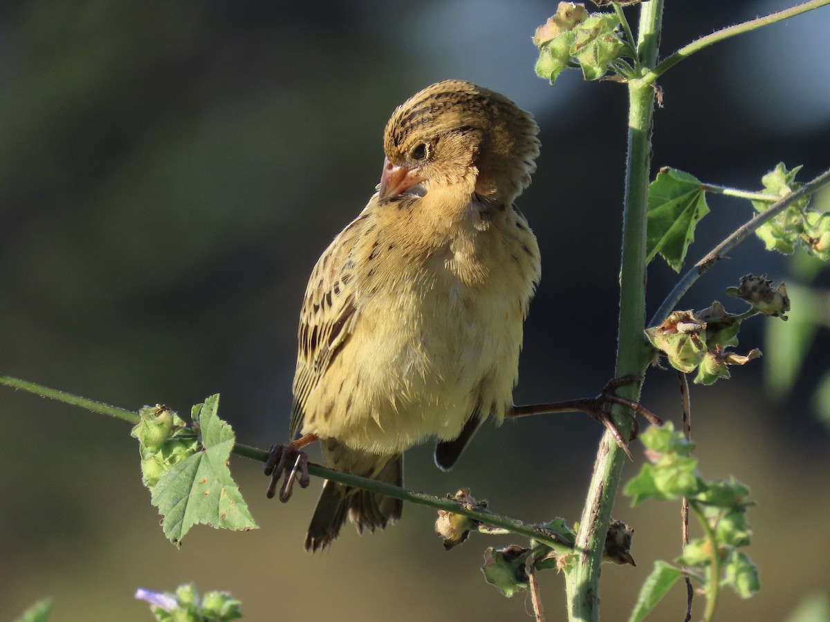 Bobolink - ML487044291