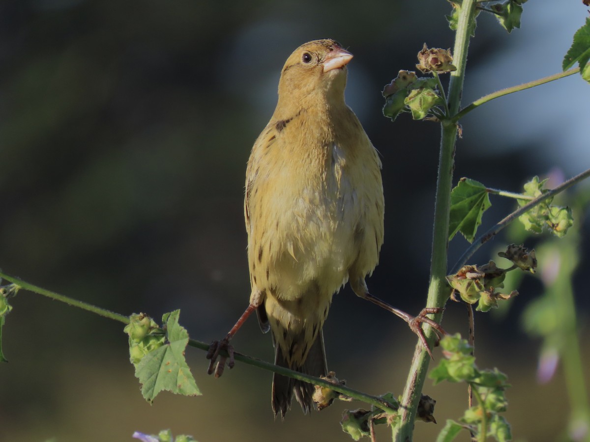 Bobolink - ML487044311