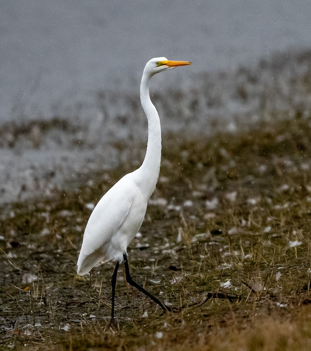 Great Egret - ML487044831