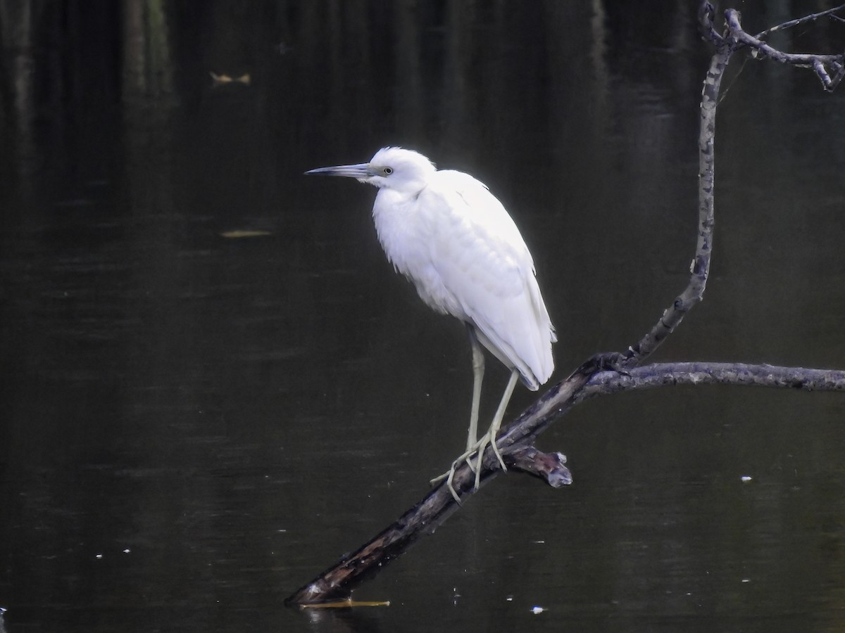 Little Blue Heron - Mike Karakas