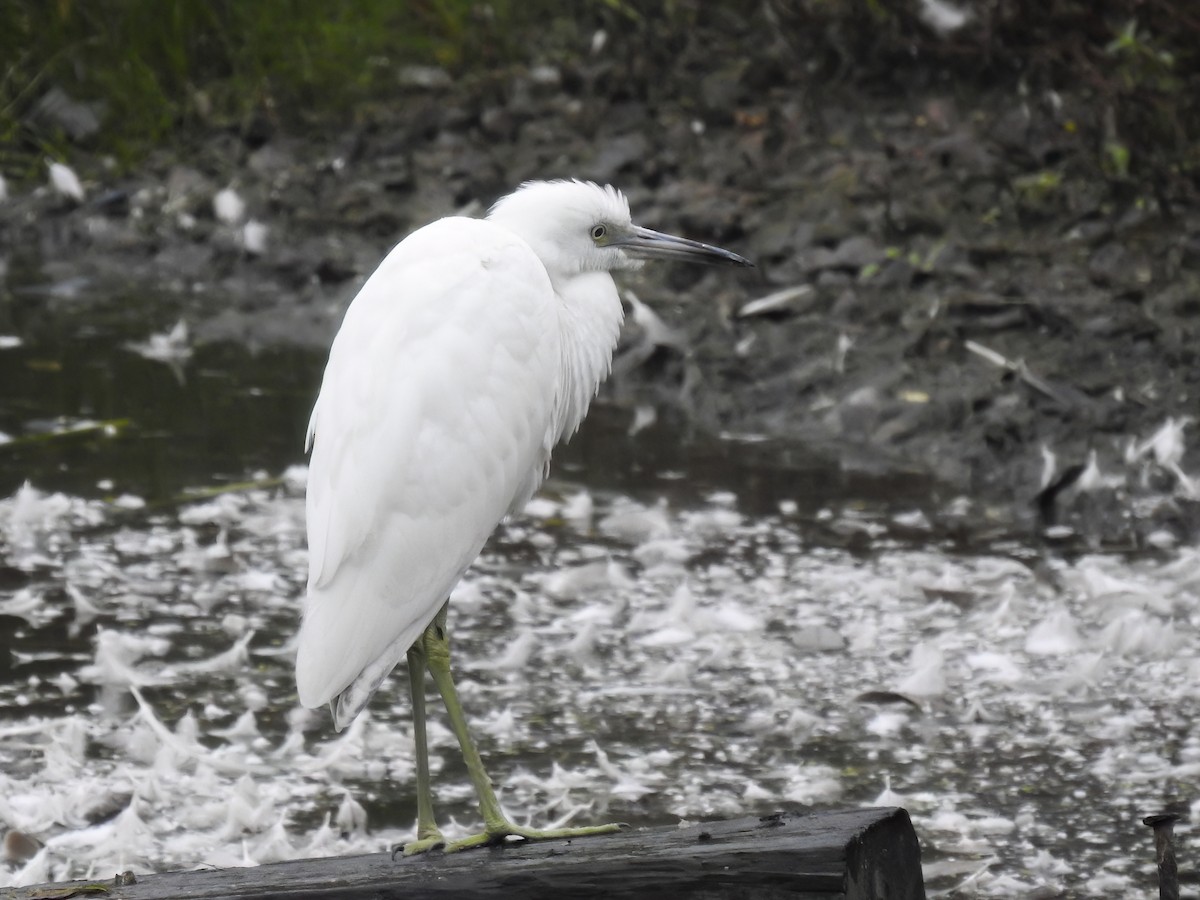 Little Blue Heron - Mike Karakas