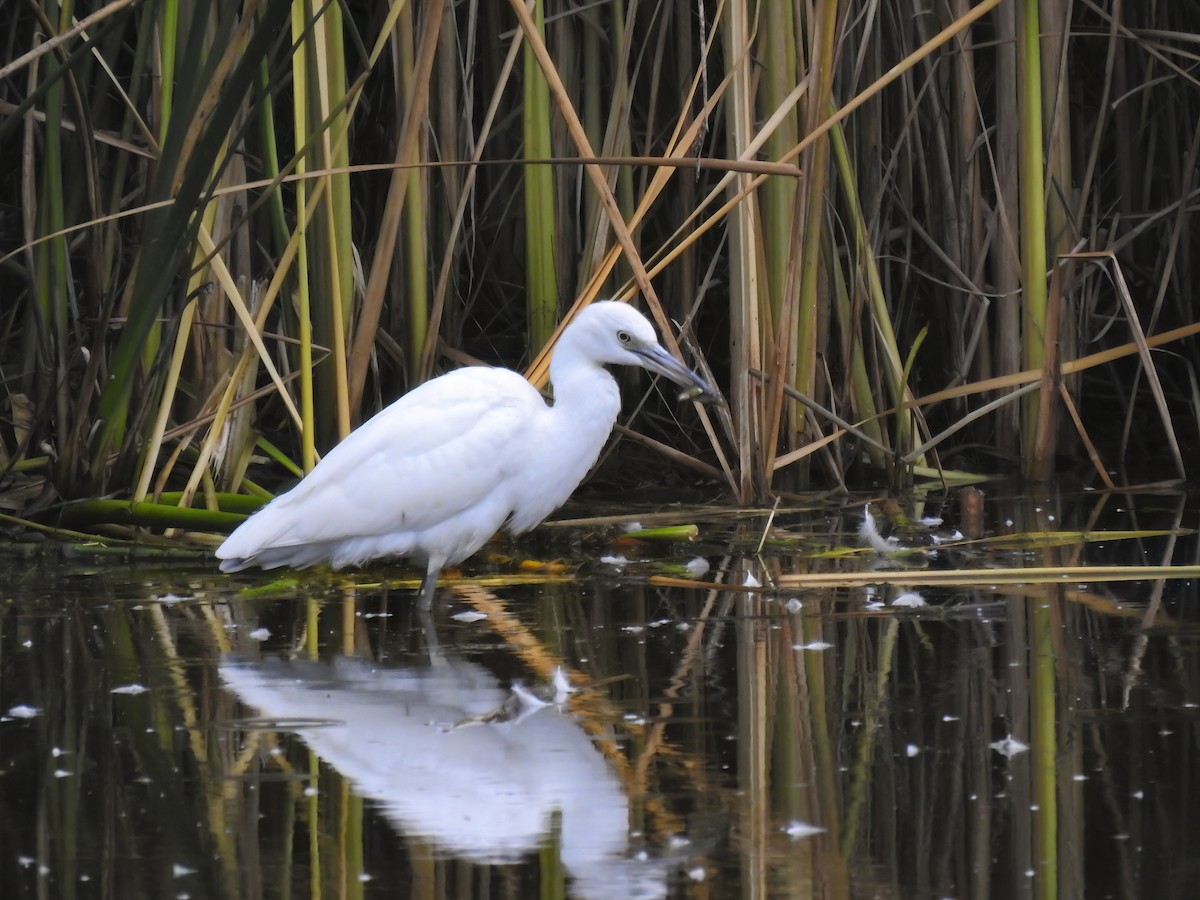 Little Blue Heron - Mike Karakas