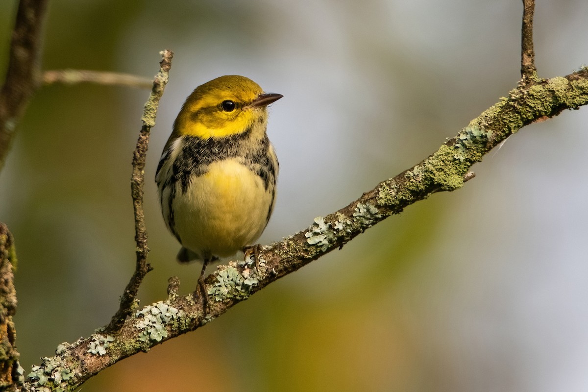 Black-throated Green Warbler - Sue Barth