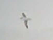 Manx Shearwater - ML487047521