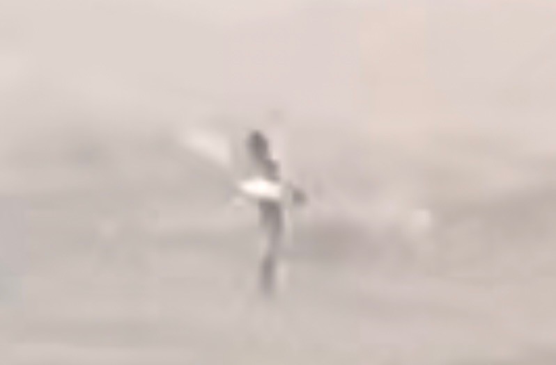 Manx Shearwater - ML487047531