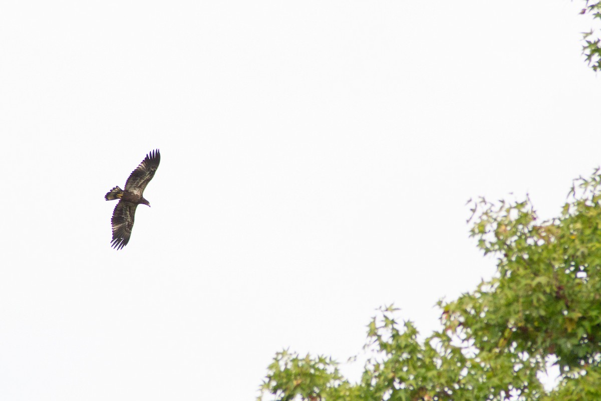 Bald Eagle - Jen Cookus