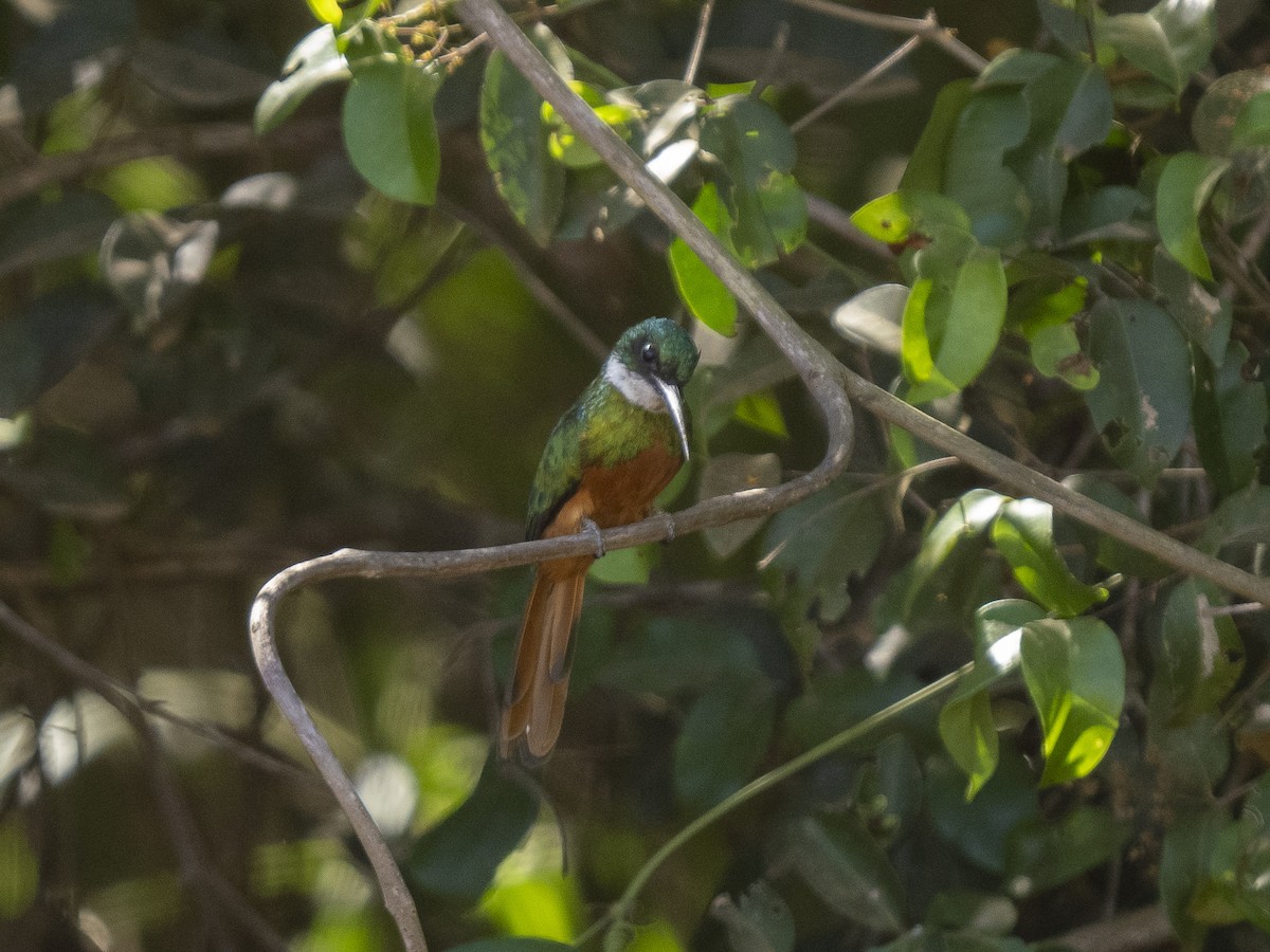 Jacamar à queue rousse - ML487049011