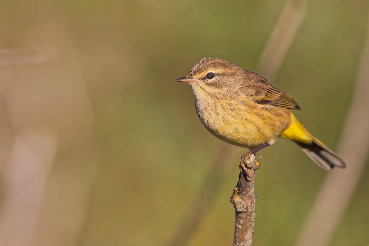 Palm Warbler - ML487049091