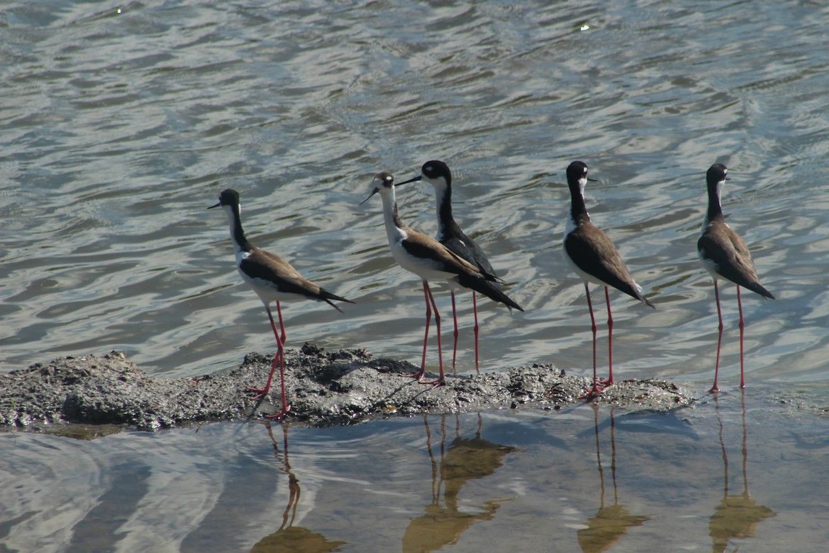 Black-necked Stilt - Flo McGuire