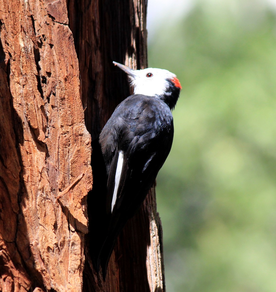 White-headed Woodpecker - Martin Cendreda
