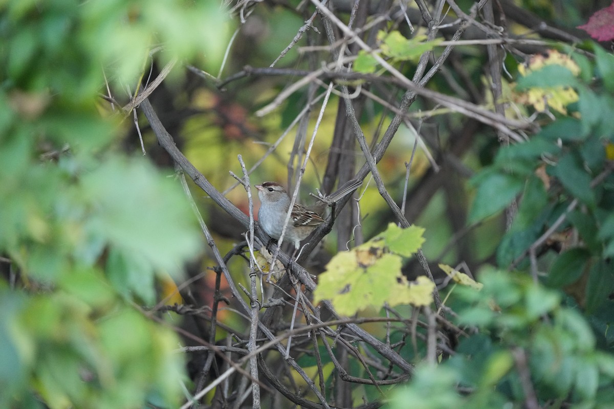 White-crowned Sparrow - M Kelly