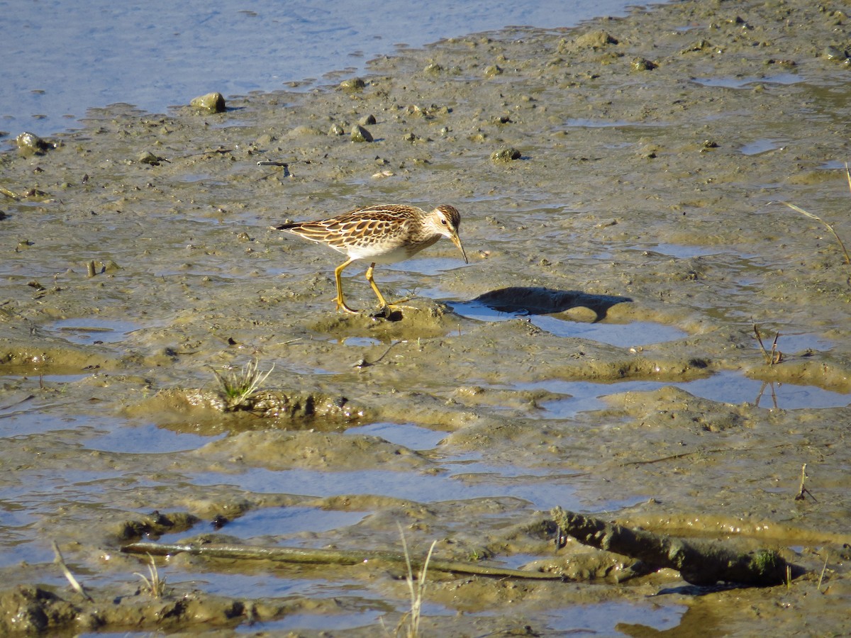 Bécasseau à poitrine cendrée - ML487050141