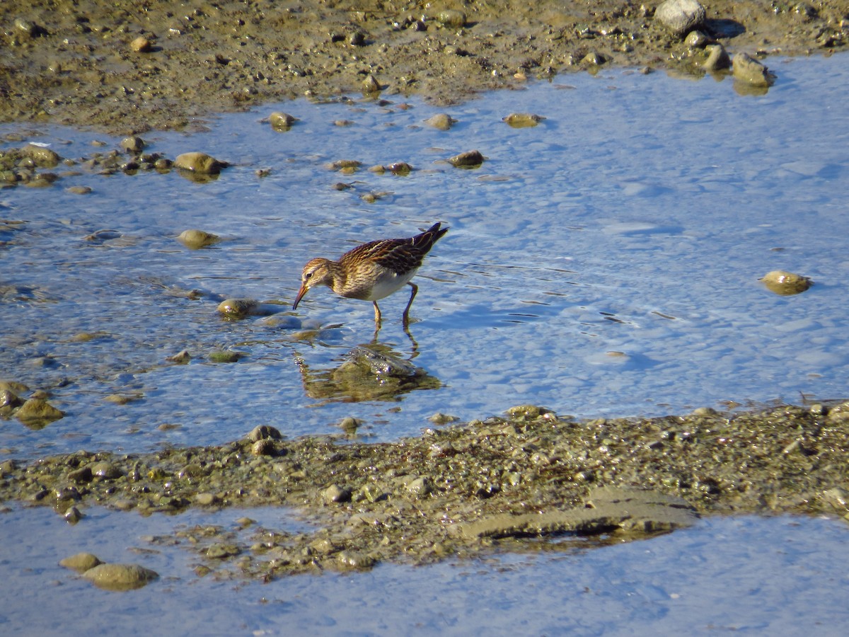 Pectoral Sandpiper - ML487050151