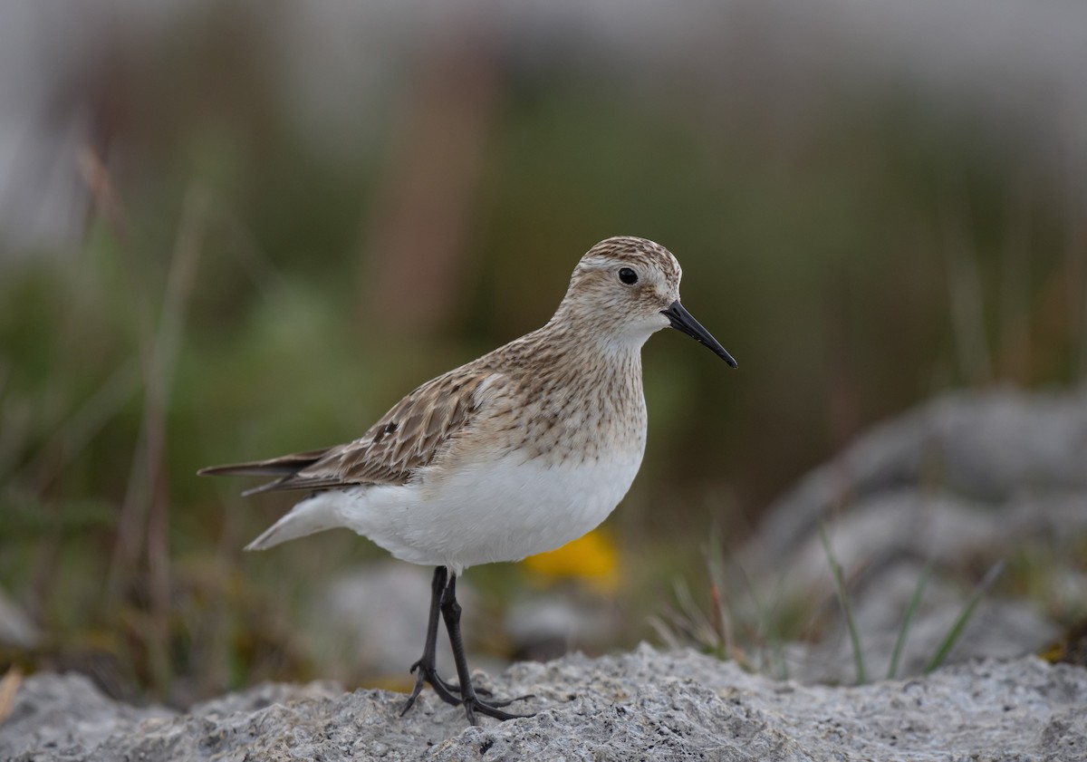 Baird's Sandpiper - ML487051941