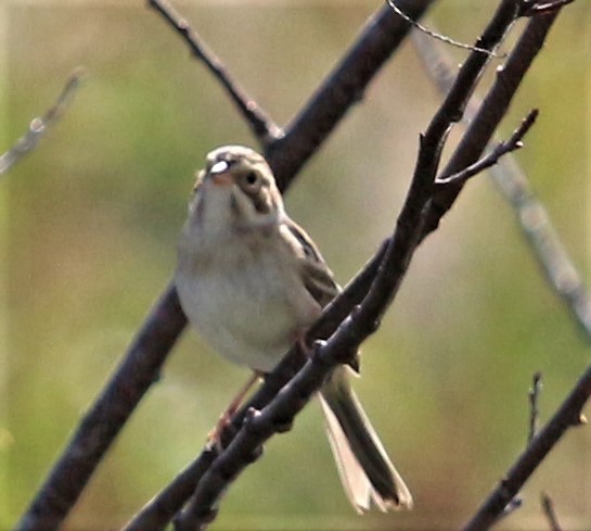 Clay-colored Sparrow - ML487052531