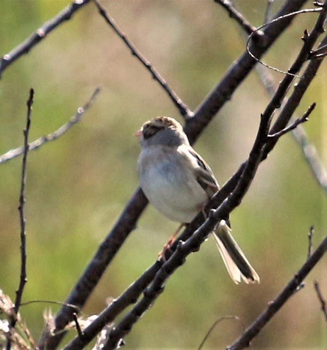 Clay-colored Sparrow - ML487052721