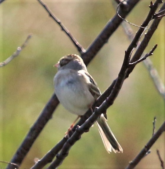 Clay-colored Sparrow - Anonymous