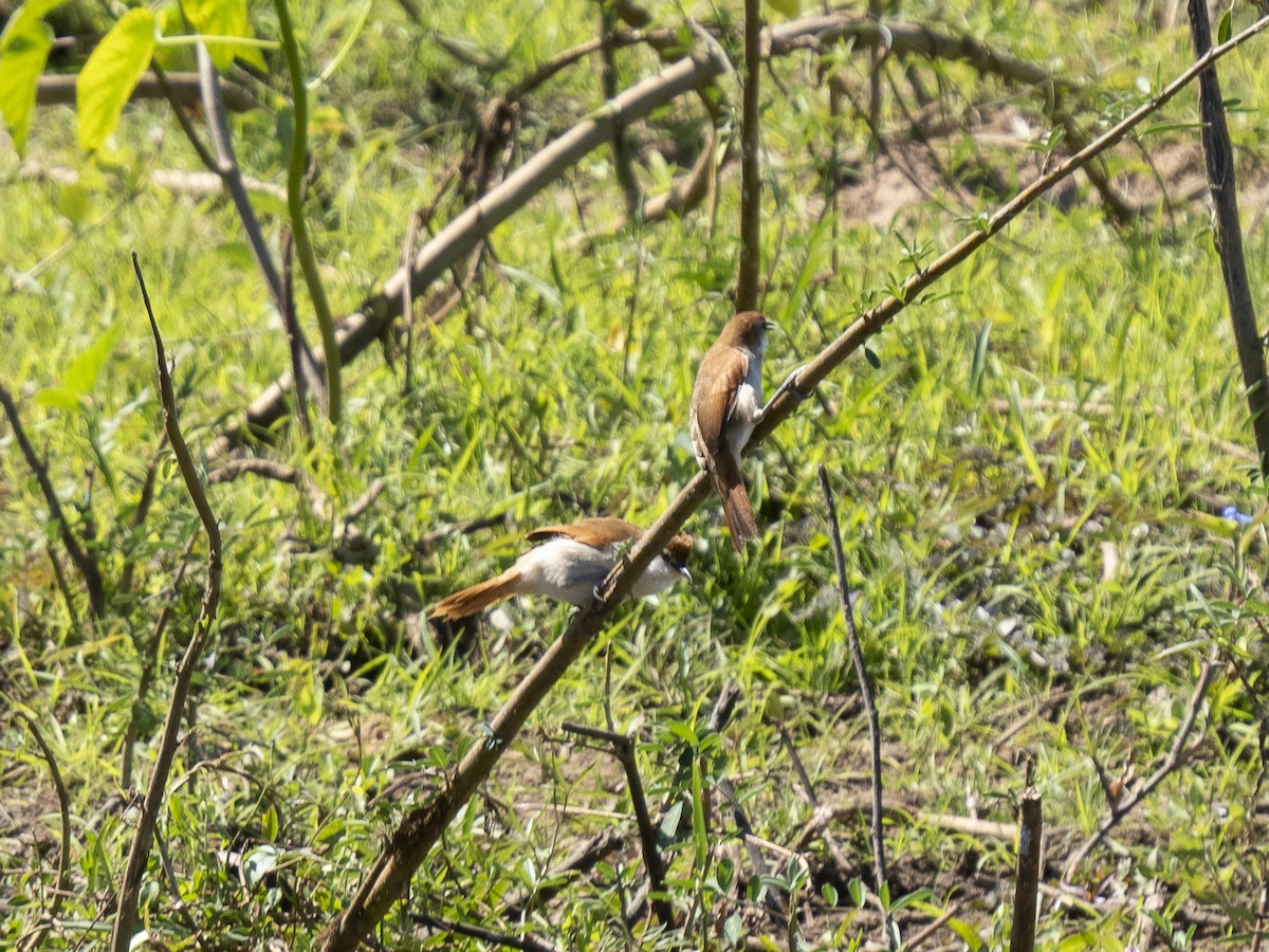 Yellow-chinned Spinetail - ML487053531