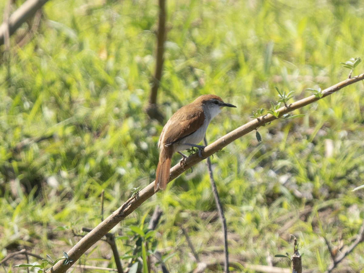 Yellow-chinned Spinetail - ML487053541
