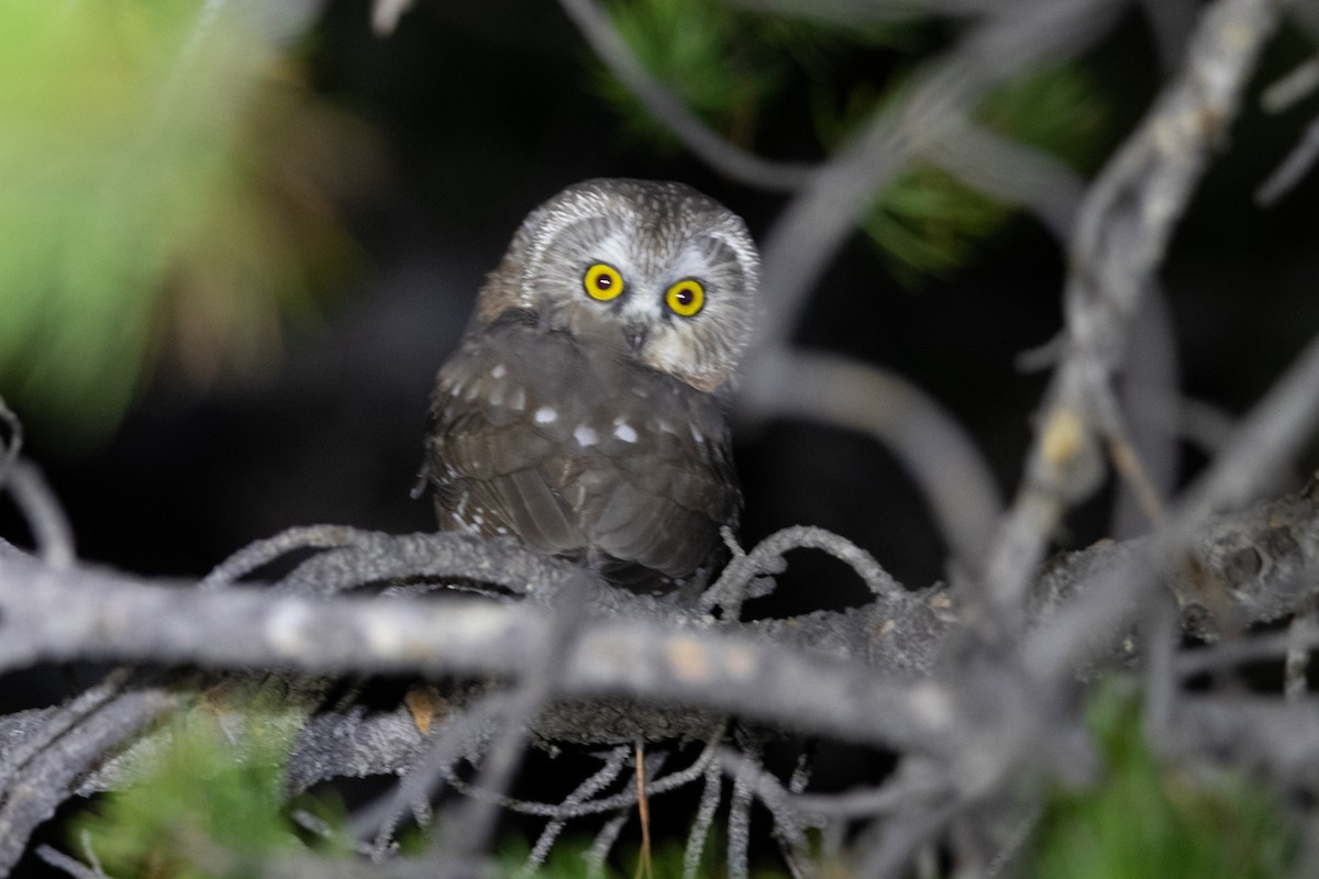 Northern Saw-whet Owl - ML487053701
